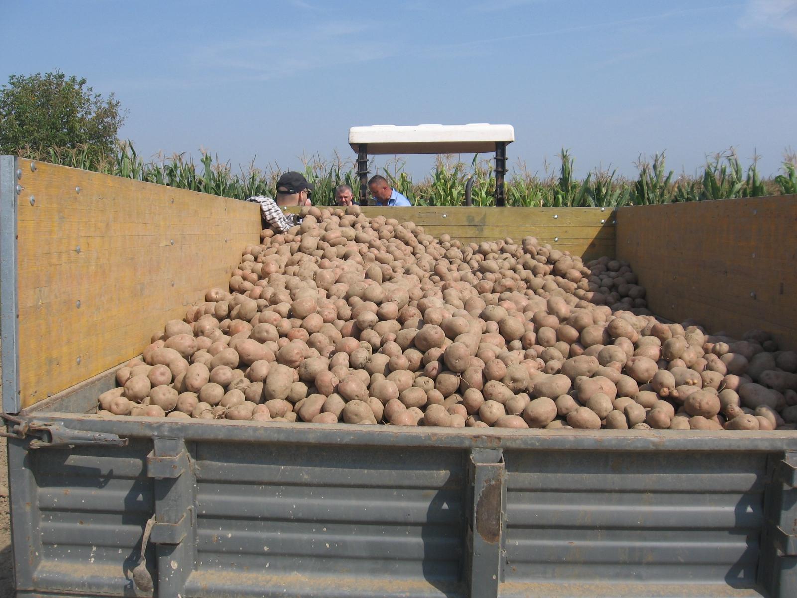 Krompir u Janji odličnog kvaliteta - Avaz
