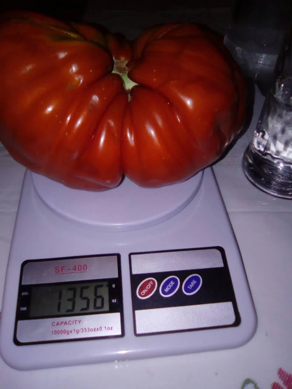 Džinovski paradajz - Avaz