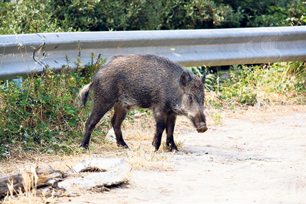 Neobična nesreća u Hadžićima: Divlju svinju ''pokupio'' autobus