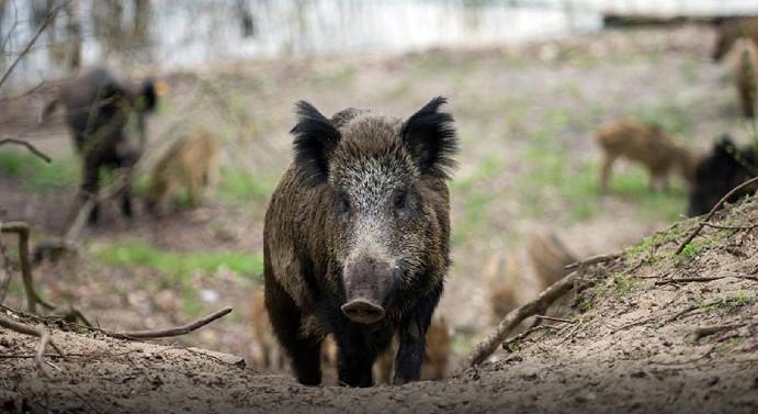 Divlje svinje: Kukuruzišta napadaju samo noću - Avaz