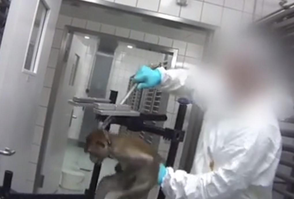 Tajno snimali brutalno mučenje majmuna u laboratoriju, životinje vrište od bolova