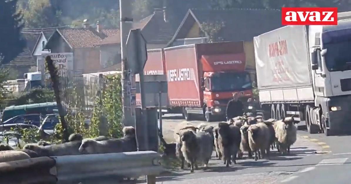Pogledajte video: Stotine ovaca blokirale saobraćaj