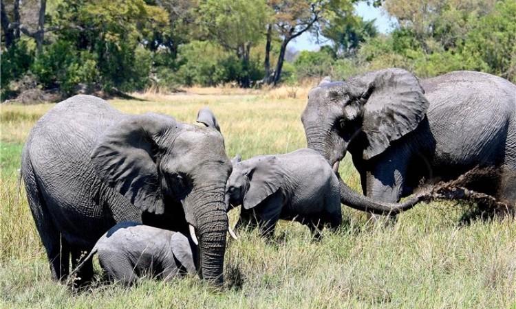 Gladni slonovi napadaju i ljude - Avaz