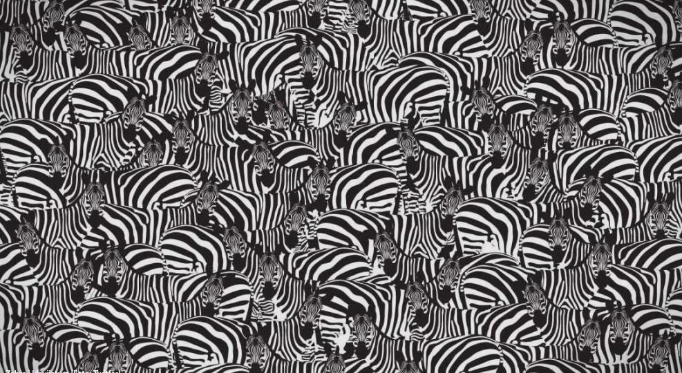 Dobro pogledajte fotografiju: Gotovo niko ne može pronaći klavijaturu među zebrama