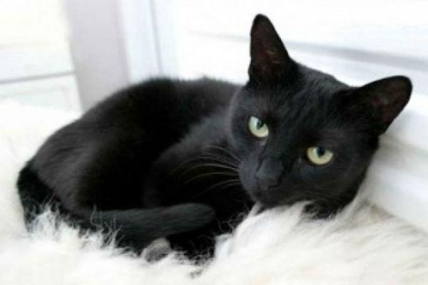 Pet zanimljivosti o crnim mačkama
