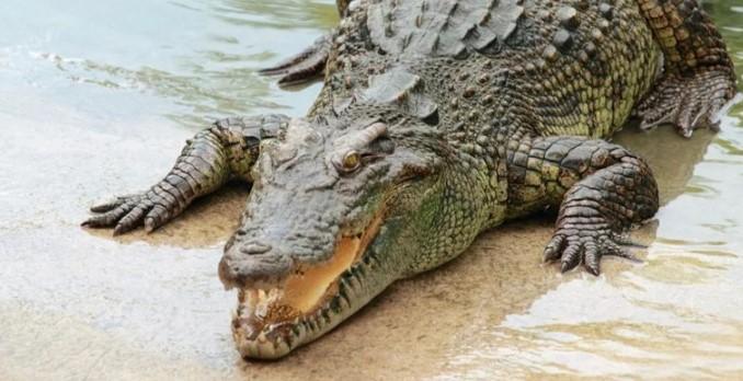 Jedanaestogodišnjakinja golim rukama napala krokodila i spasila život mlađoj prijateljici
