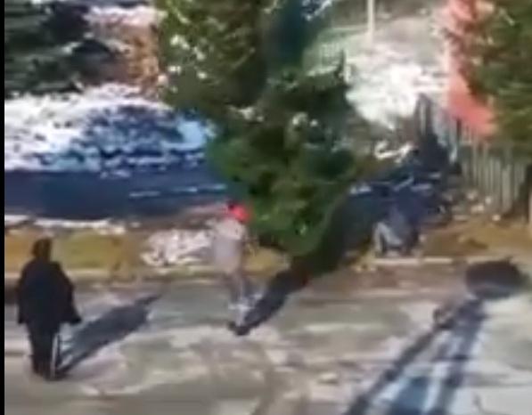 Pogledajte kako boriče u centru Viteza sijeku za božićne jelke