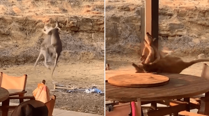 Žestok meč između dva kengura: Borba za dominaciju ili ženku