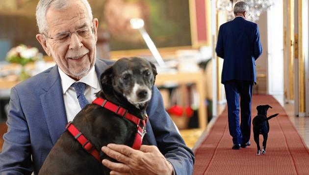 Predsjednik Austrije sa svojim psom - Avaz