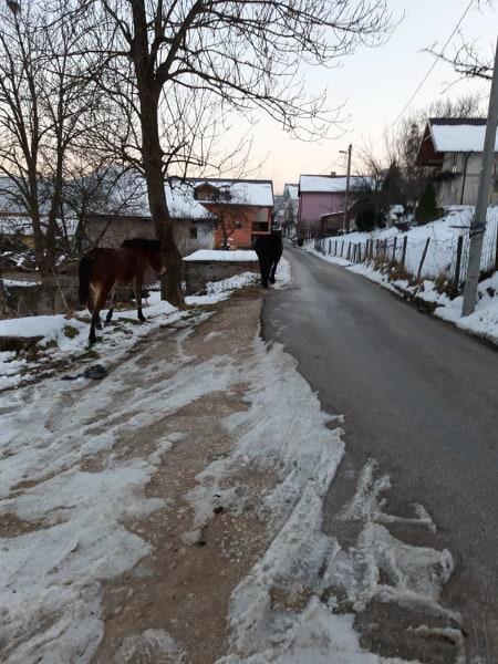 Konji slobodno šetaju Velešićima - Avaz