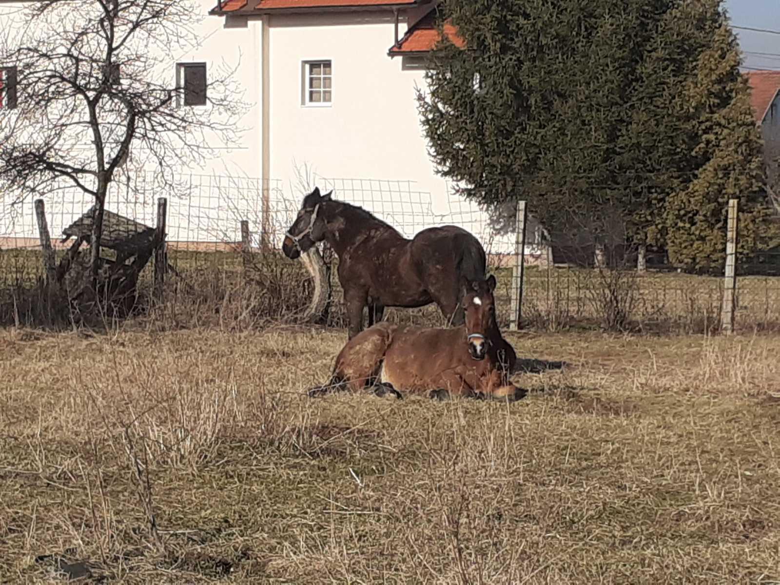 Konji ostaju pod službenim nadzorom - Avaz