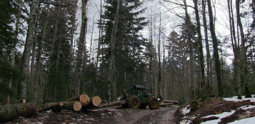 Sindikat šumarstva BiH traži zaštitu radnih mjesta - Avaz