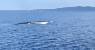 Spektakularan prizor, ribari snimili kita u Jadranu