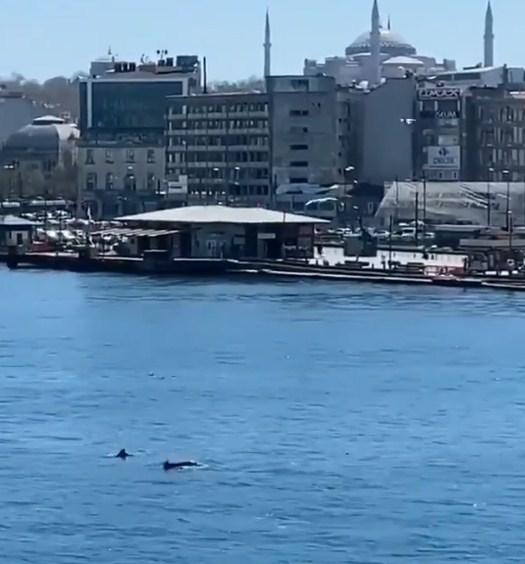 Bosfor: Korona otjerala trajekte i turiste, a vratila delfine