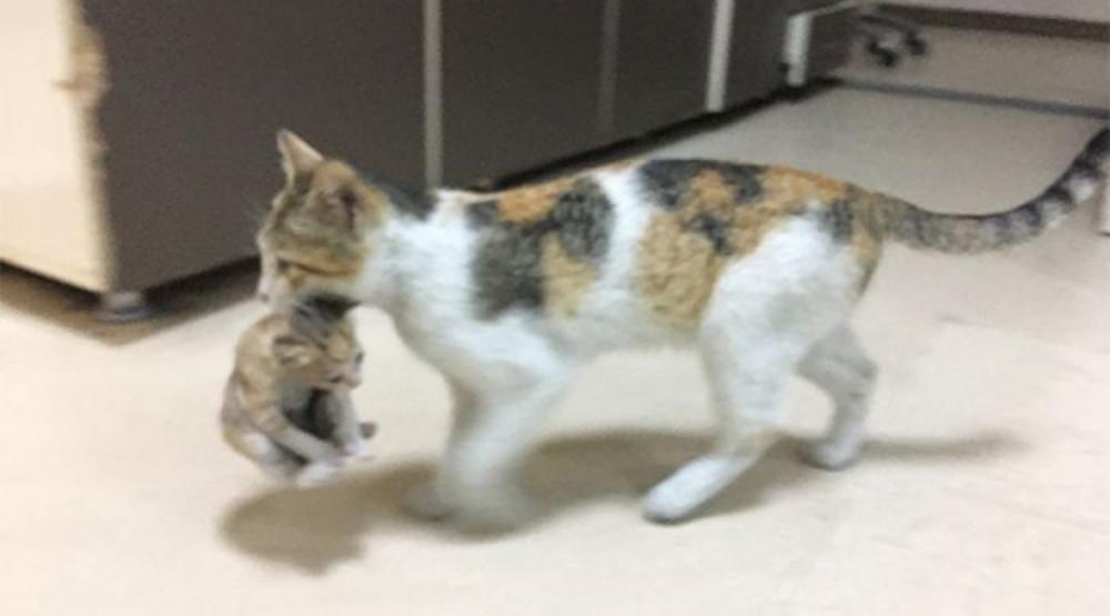 Dirljiv momenat: Mačka donijela svoje bolesno mače u bolnicu
