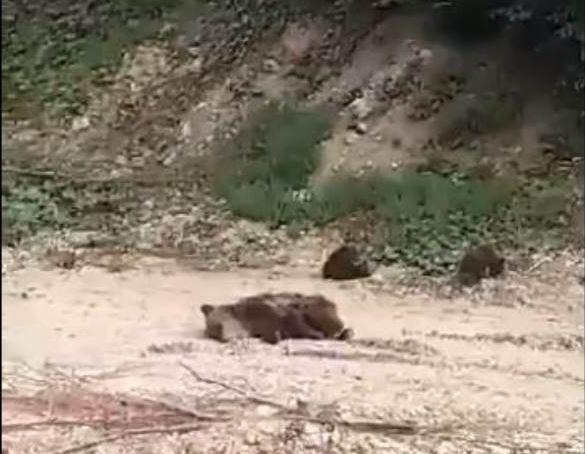 Medvjedica s dva mladunčeta leži nepokretna, niko joj ne smije prići