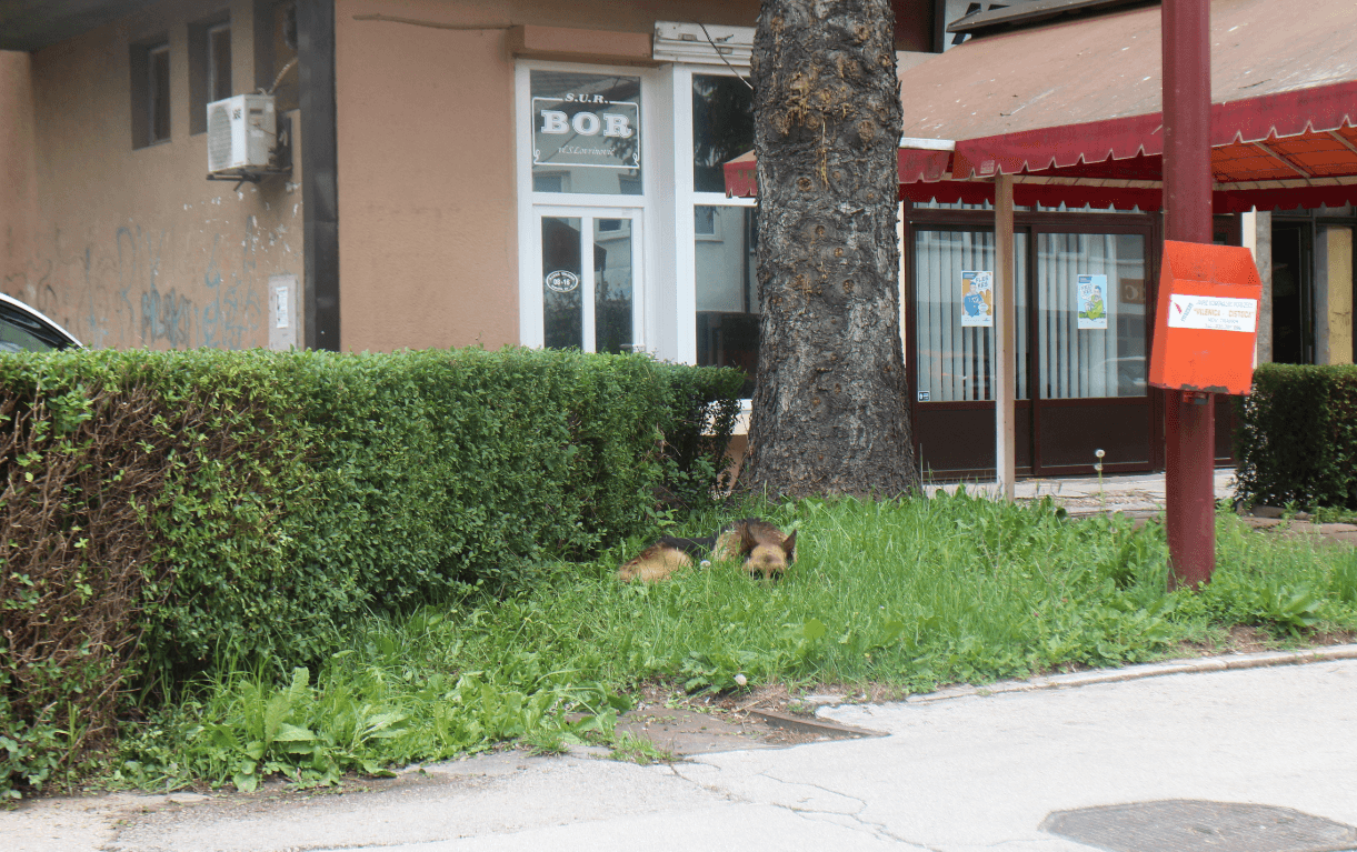 Pas napada građane Novog Travnika - Avaz