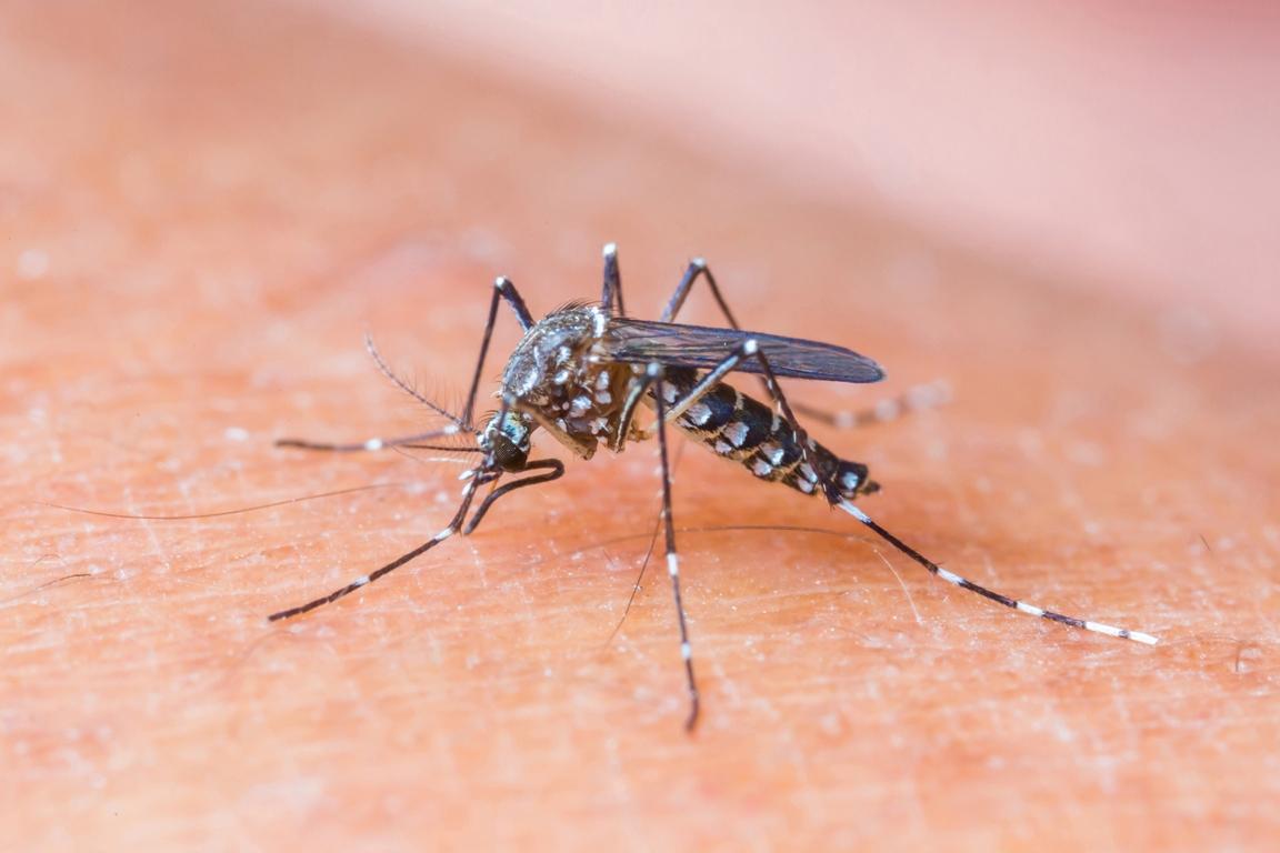 Zašto neke ljude komarci više grizu i jesu li ugroženiji oni koji imaju "slatku krv"