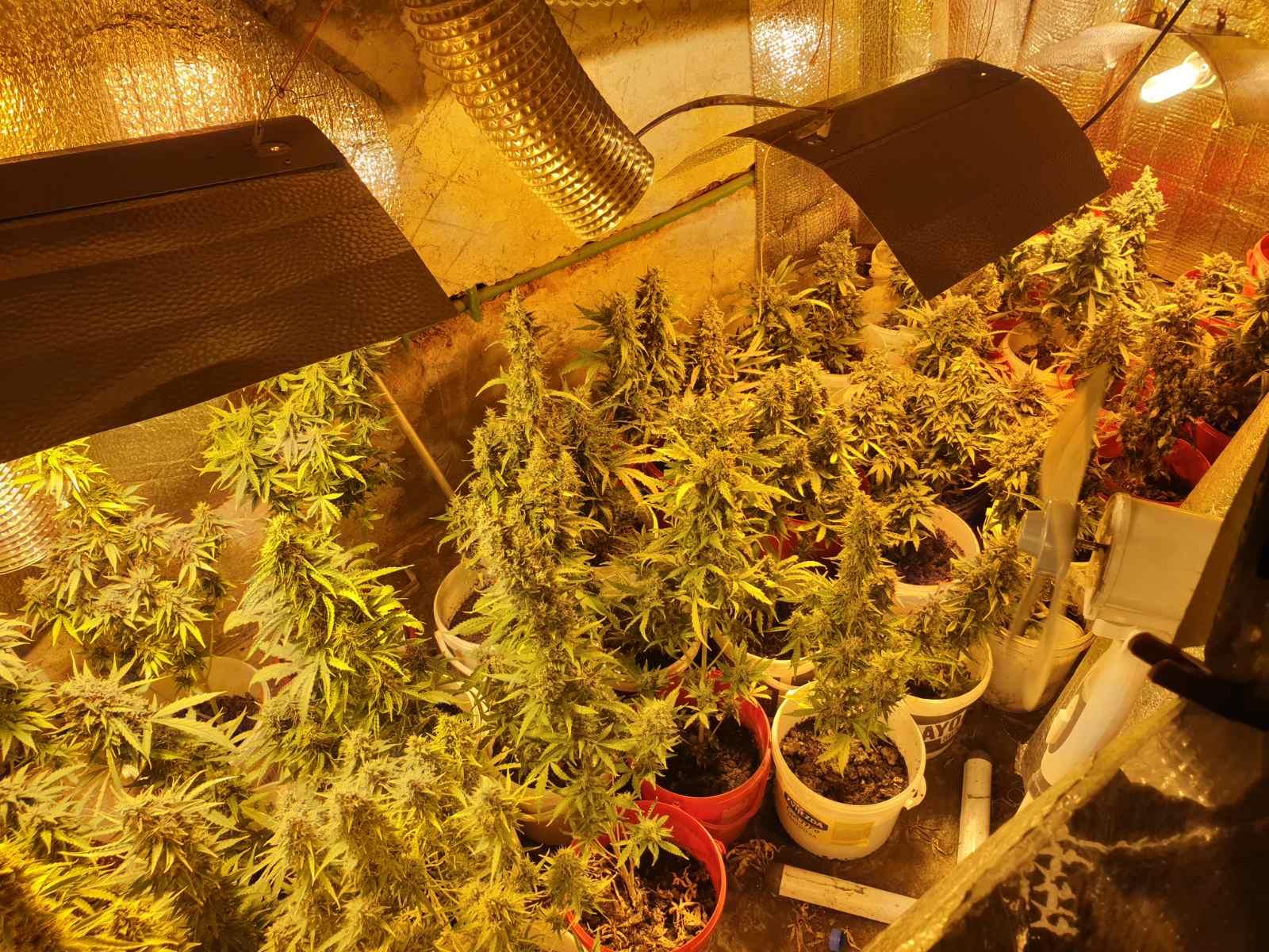 Otkrivena improvizirana laboratorija: U kući uzgajao marihuanu