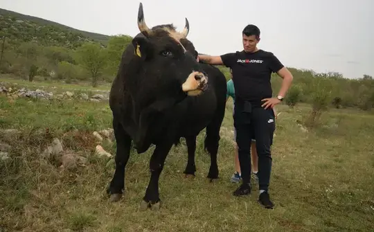 Mrcina iz Dicma: Niko nije jači i opasniji od bika Covida