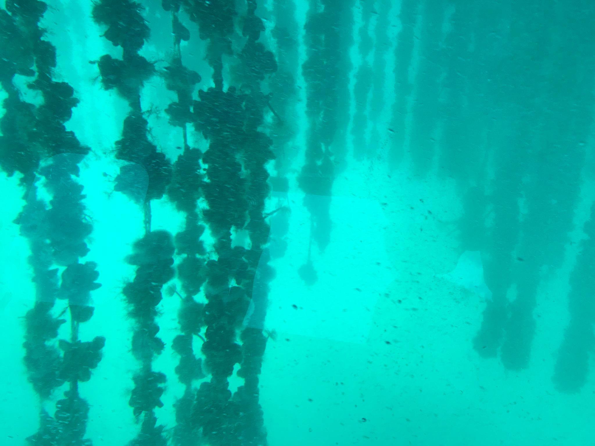 Pogledajte Neumski zaljev ispod površine mora
