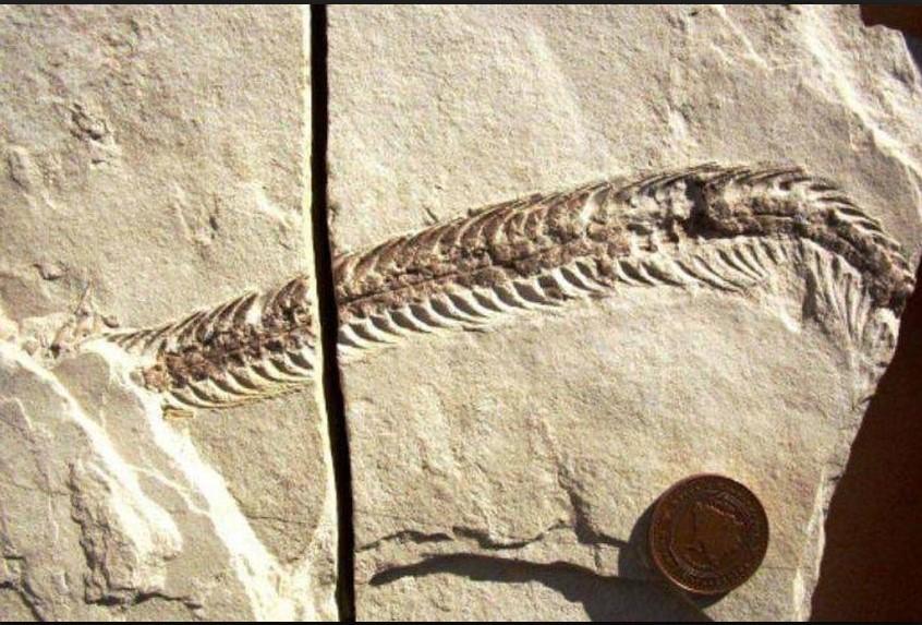 Fosil zmije pronađen nadomak Bilećkog jezera