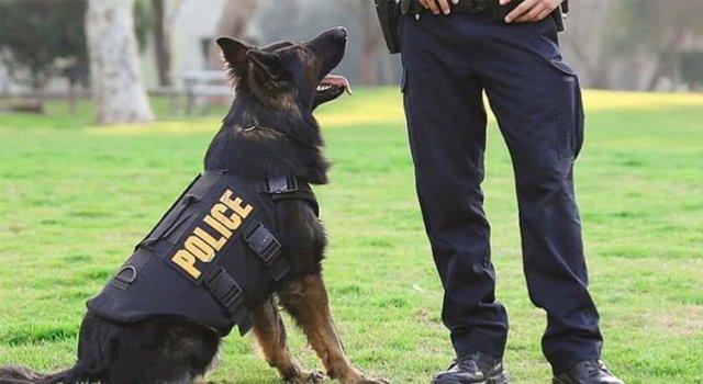 Njemačka vojska obučava pse da detektuju koronavirus kod ljudi