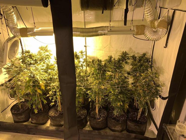 U prizemlju kuće nađen laboratorij za uzgoj marihuane - Avaz