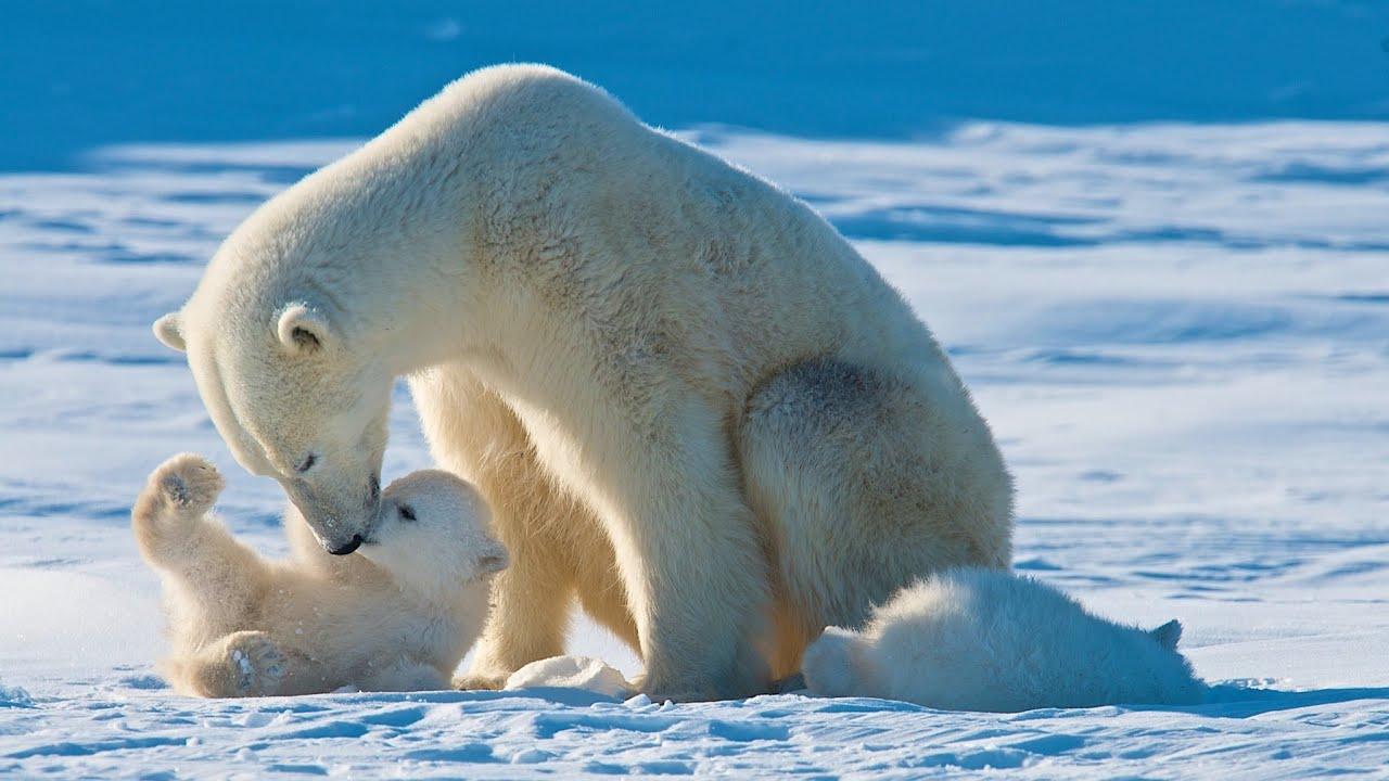 Alarm za polarne medvjede: Prijeti im izumiranje do kraja stoljeća