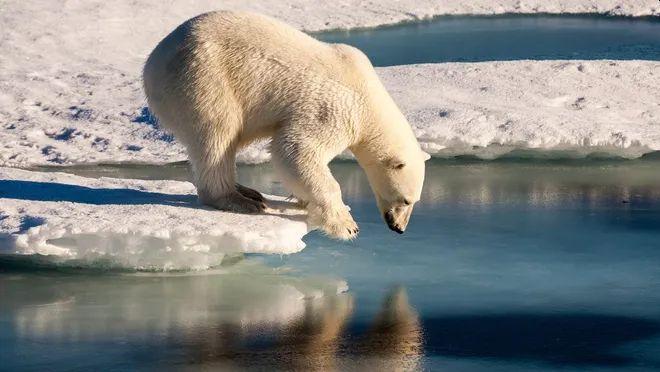 Klimatske promjene mogu dovesti do izumiranja polarnih medvjeda u narednih 100 godina