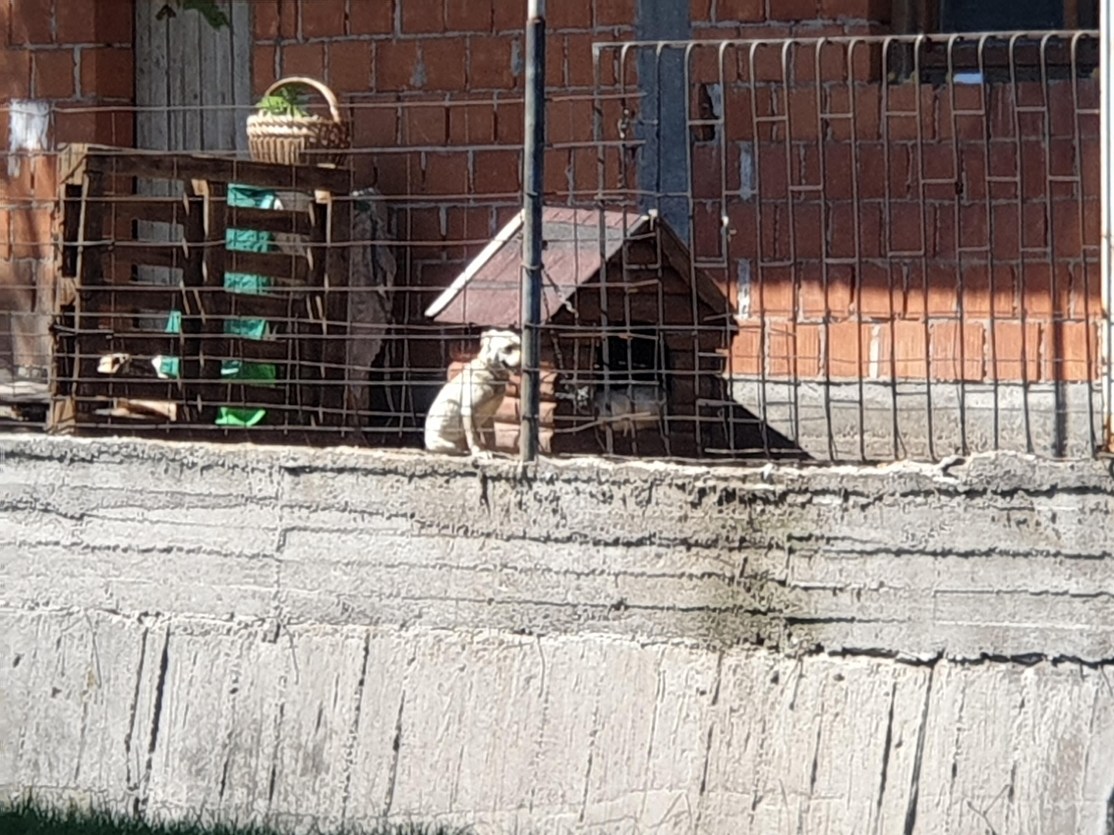 Udruženje za zaštitu životinja: Zlostavljanje pasa u Travniku