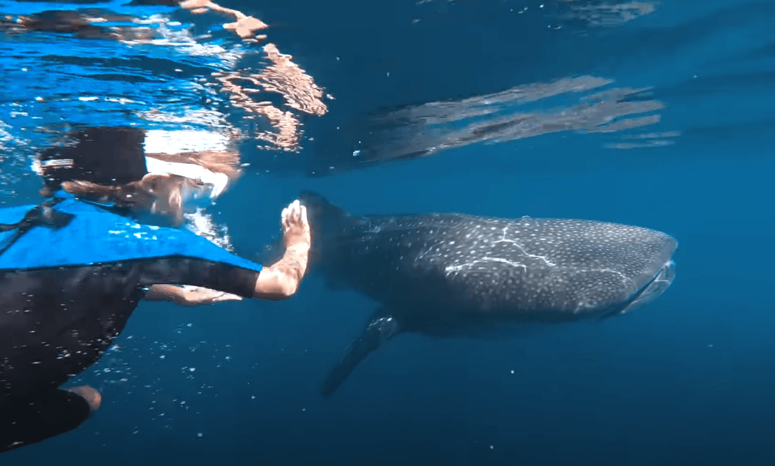 Dječak i djevojčica zaplivali s najvećim morskim psom na svijetu