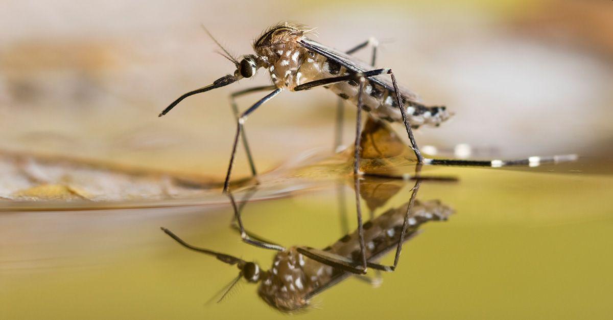 Opasan eksperiment: U prirodu puštaju 750 miliona genetski modifikovanih komaraca