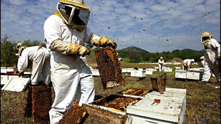 Otrov pčela uništava agresivne ćelije raka dojke - Avaz