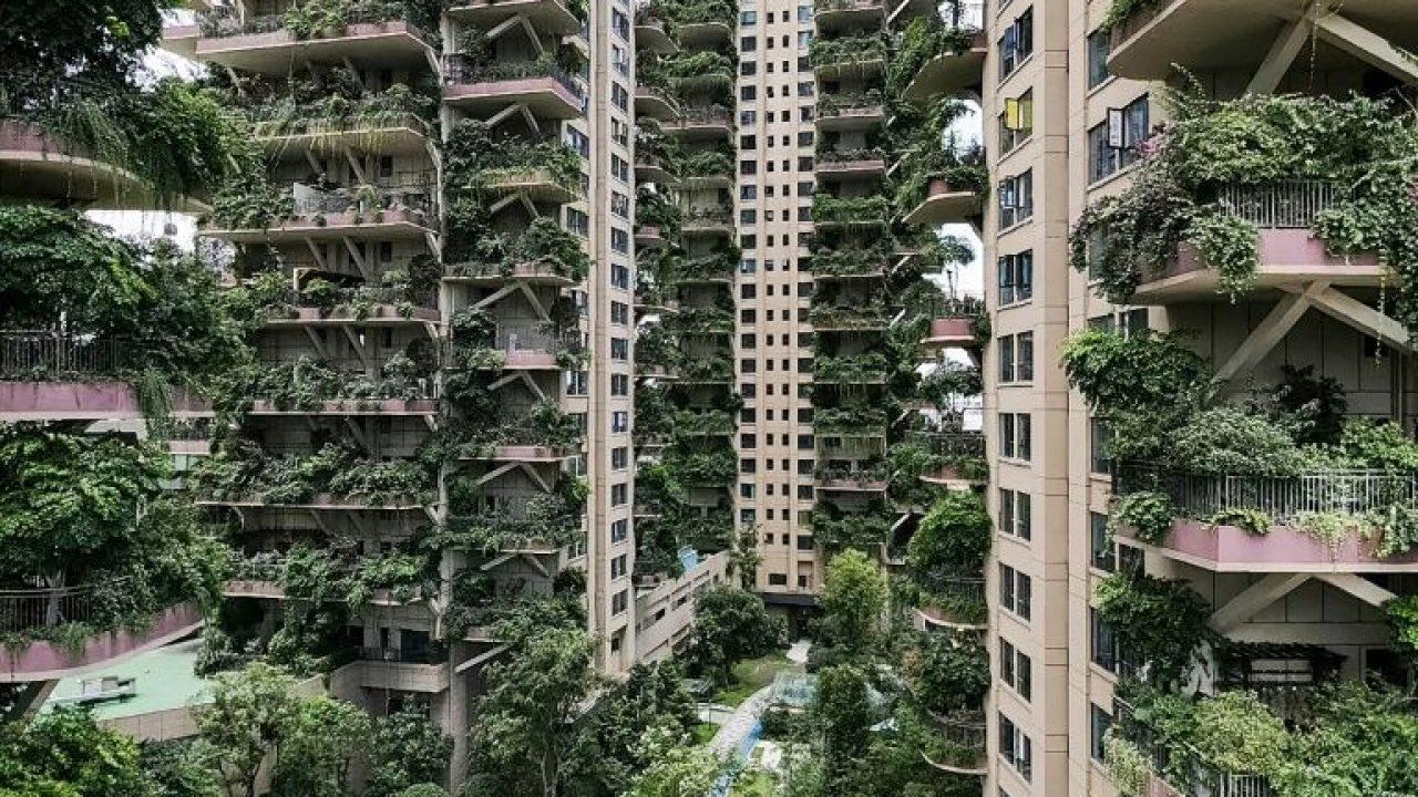 Vegetacija na balkonima podivljala - Avaz