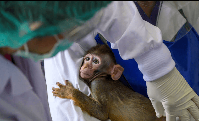 Utrka za vakcinom dovela do nestašice majmuna
