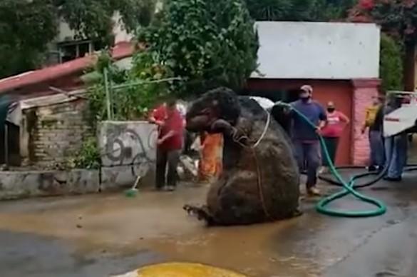 Radnici čistili kanalizaciju, ostali šokirani otkrićem "gigantskog štakora"