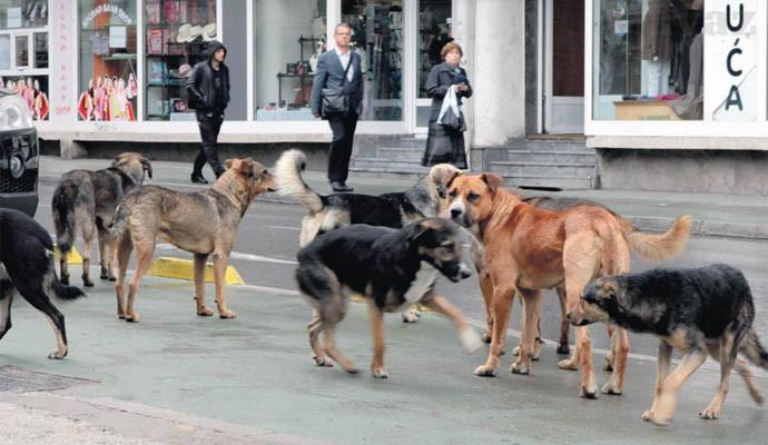 Masovno ubijanje pasa u Zenici mora se zaustaviti