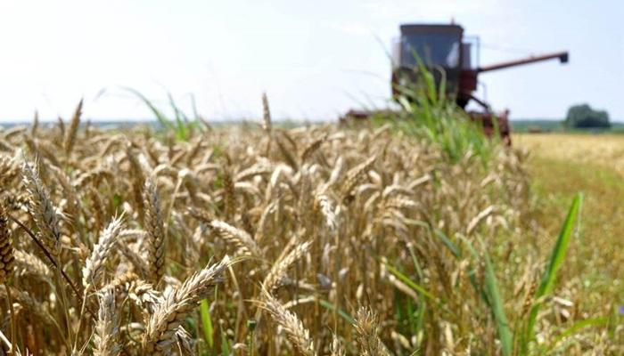 Nijedna zemlja u svijetu nije još odobrila uvoz GM pšenice - Avaz