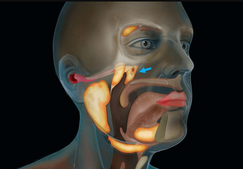 Naučnici pronašli novi organ u grlu