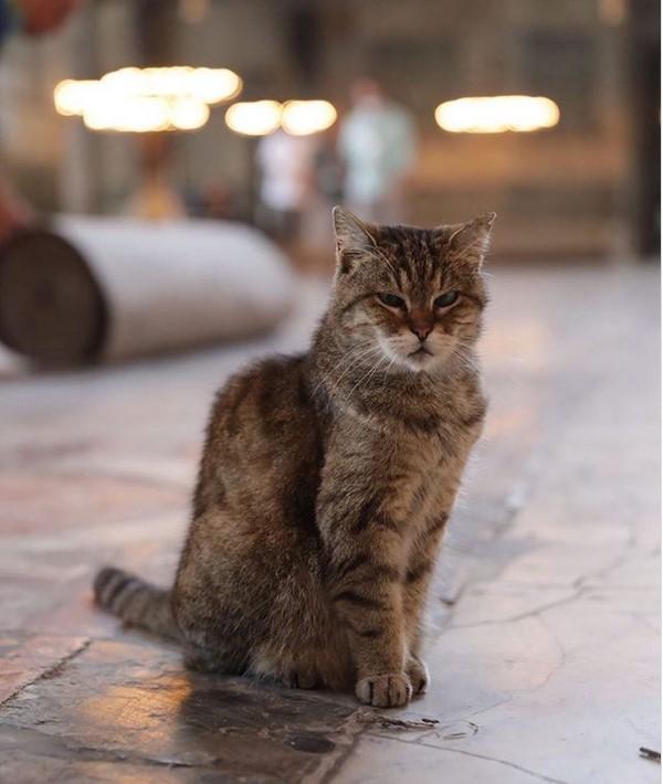 Gli je bila prelijepa evropska kratkodlaka mačka - Avaz
