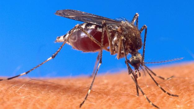 Yellow fever claims 172 lives in Nigeria: WHO