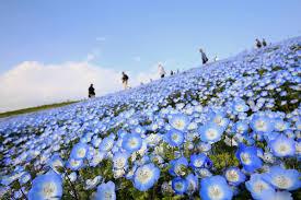 Najljepši park svijeta: Čarolija četiri miliona plavih cvjetova