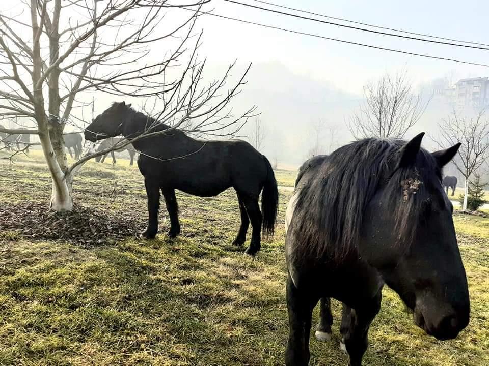 Sedam konja luta naseljem Ugorsko, prave štete na imanjima