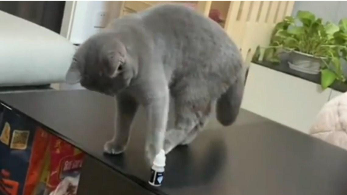 Ono što je ova mačka napravila s bočicom sve zbunilo: Zašto mačke to rade?