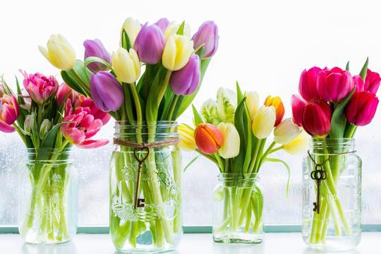 Tulipani su savršen odabir za svaku posebnu priliku - Avaz