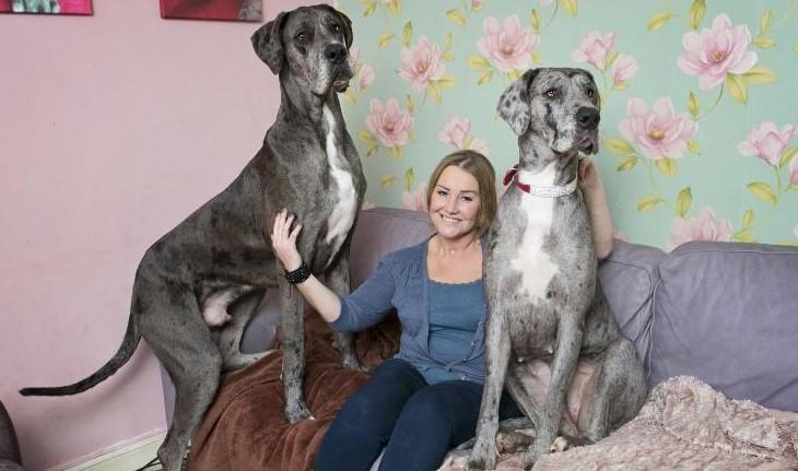 Freddy the Great Dane, left, with owner Claire Stoneman and his sister Fleur - Avaz
