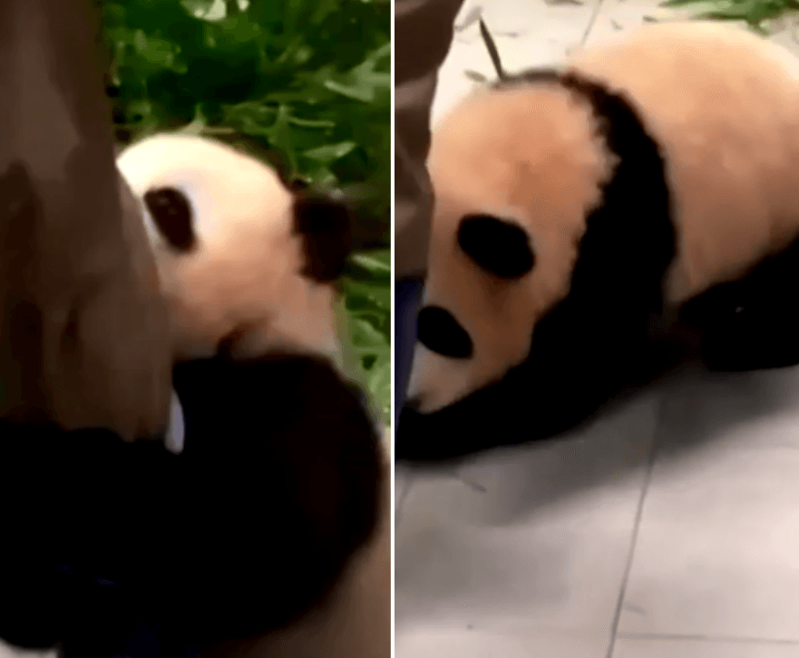 Preslatka šestomjesečna panda uhvatila čuvara za nogu i ne želi ga pustiti