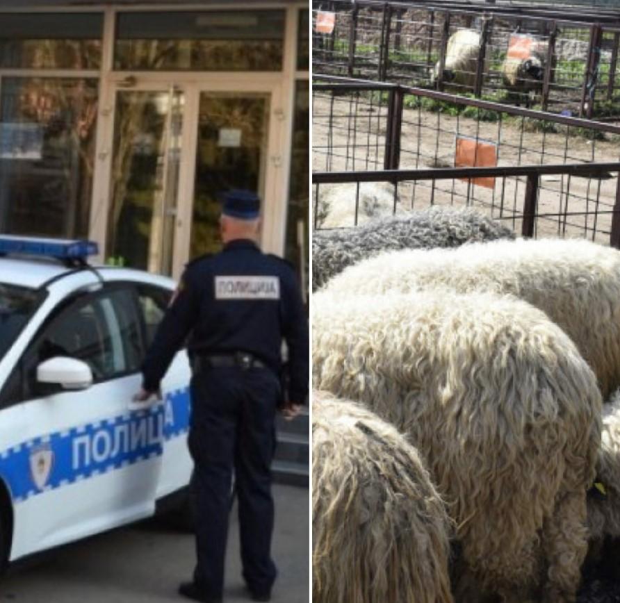 Ukrali ovcu iz tora pa je prodali