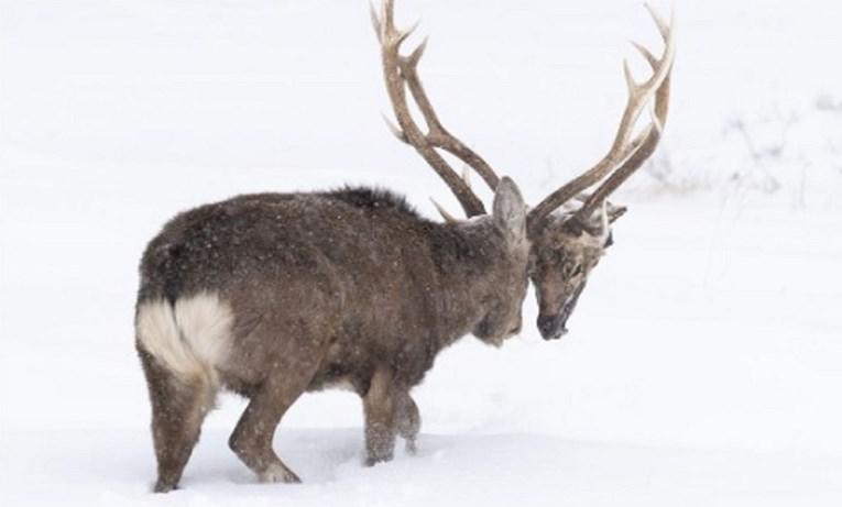 Fotografija jelena postala hit na internetu - Avaz